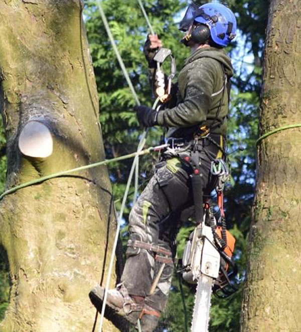 Tree Care and Management - Tree Surgeon - Rempstone Tree Management